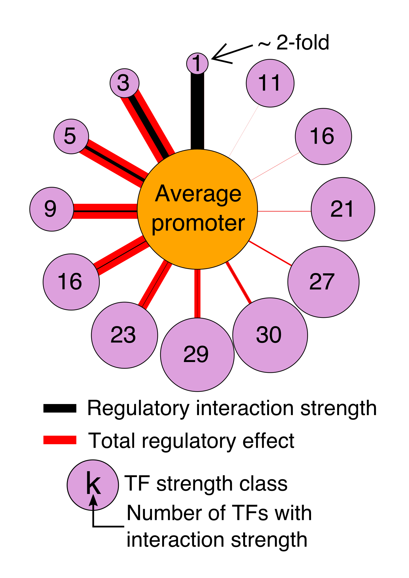 Average regulatory network