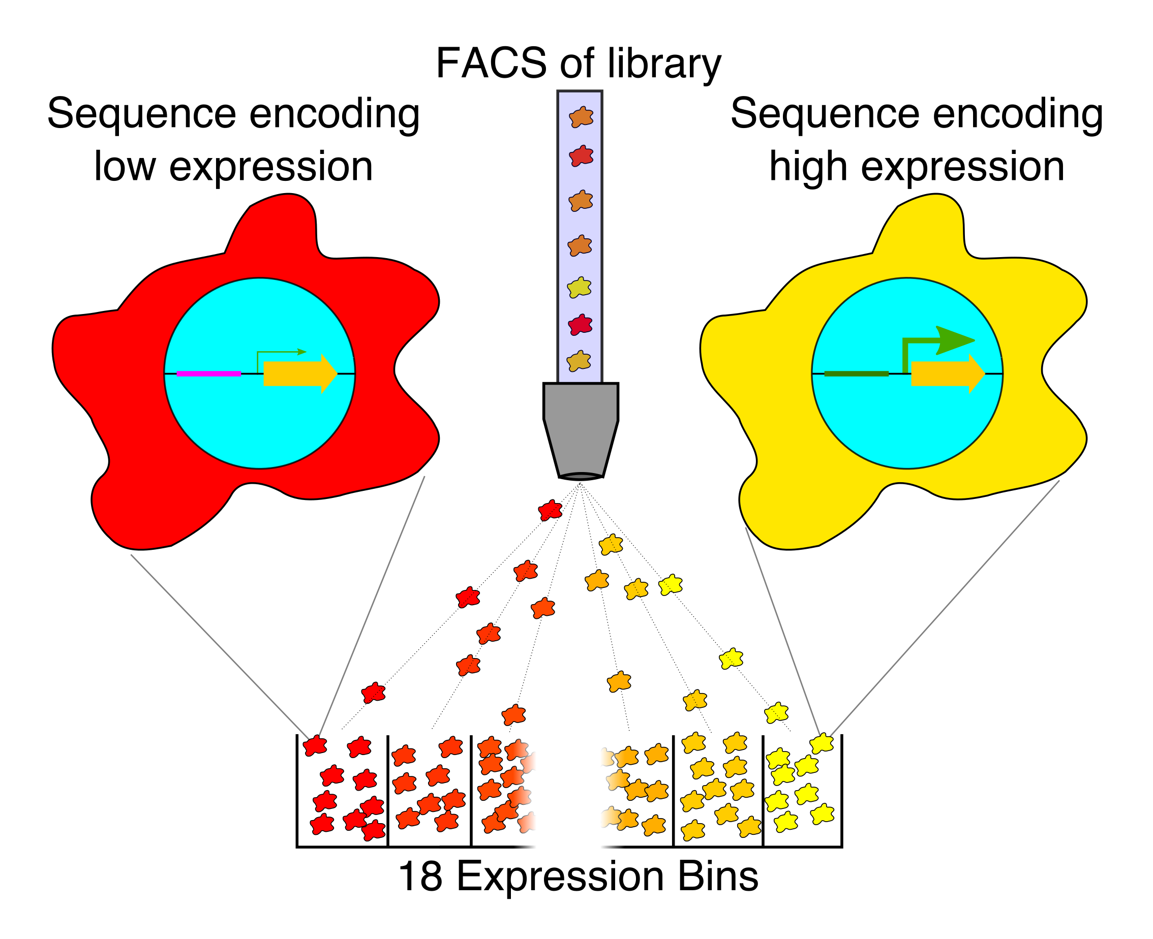 Sort-seq